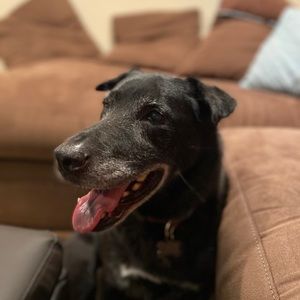 Meet your Posher, Sam